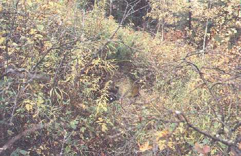 a porcupine sits on the rough path 38 kb