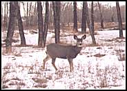 a deer in Fish Creek park - 37 kb