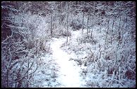 a winter path in Edmonton 86 kb